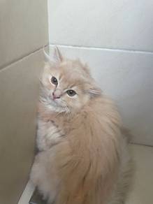 Kucing BLH Kitten