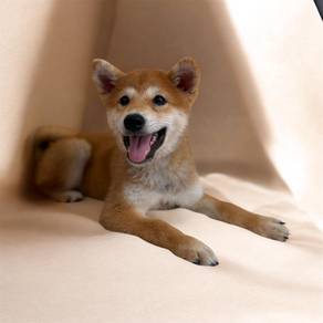 Shiba inu puppy MKA MKA MKA