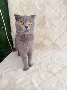bsh scottish fold