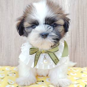 Shih Tzu