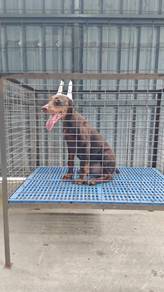 MKA! Red & Rust USA line Doberman female 1307G