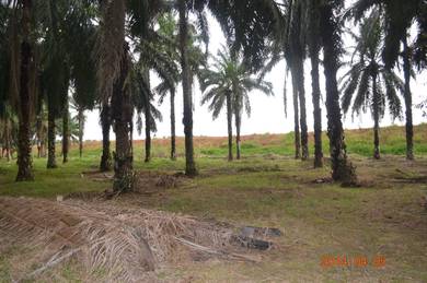 Agricultural Land in Senai, JHR