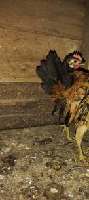 ayam serama jantan
