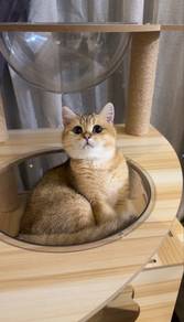 bsh golden 