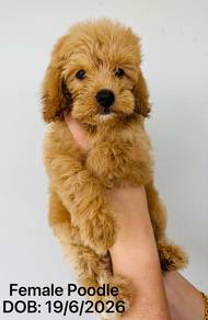 Pure Toy Poodle