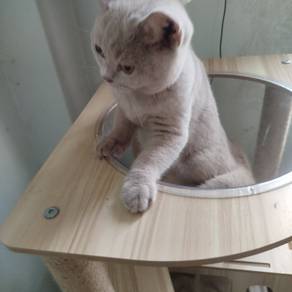 british short hair male lilac