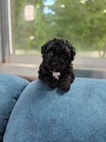 black color poodle y