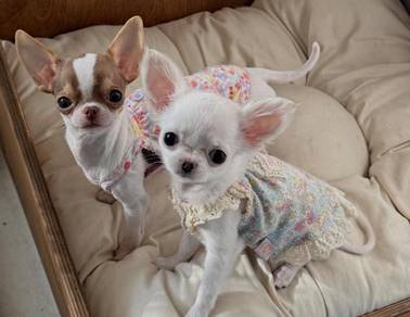 Chihuahua