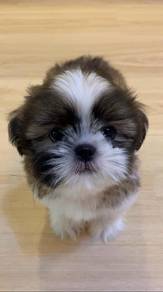 A44 Sweet Shih Tzu Dog