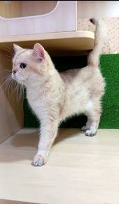 BSH British Shorthair Female Golden Clearence 