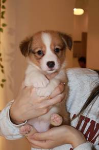 J0896 Corgi Lovely Short Legs Cute Puppy