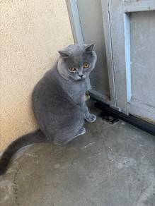 British Shorthair untuk dijual