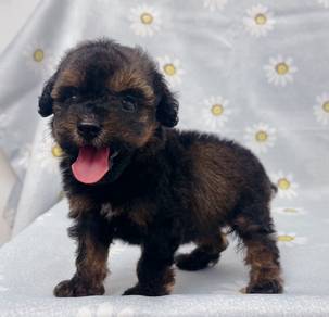 Tiny Poodle Female puppy Rare color
