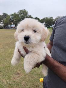 Shihpoo puppies 