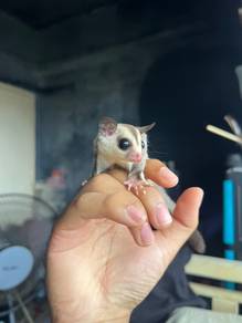 Sugar Glider