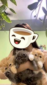 Exotic umur 2bulan