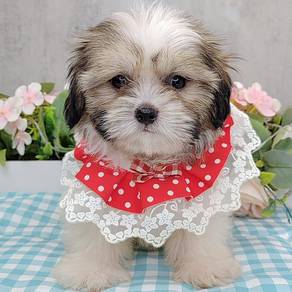 Shih Tzu