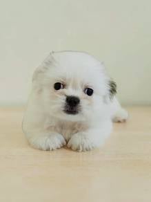 Shih Tzu Puppies female promo price