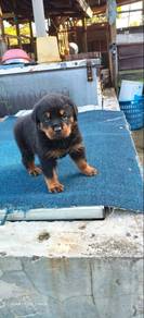 Rottweiler 6 weeks 1Male/1Female