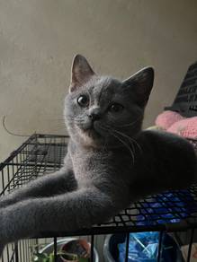 Kucing british shorthair bsh cat kucing murah