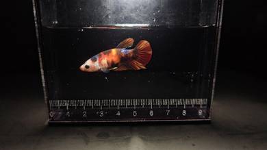 Female betta