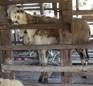 Kambing Biri Biri