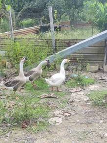angsa jantan