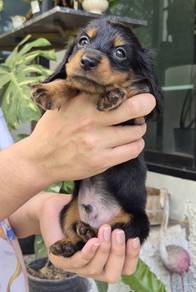 MINIATURE DACHSHUND Puppies 099 🐻 Adorable Puppy