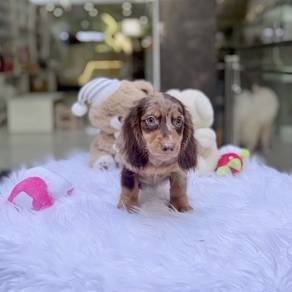 MINIATURE DACHSHUND Puppies D160 PREMIUM Quality