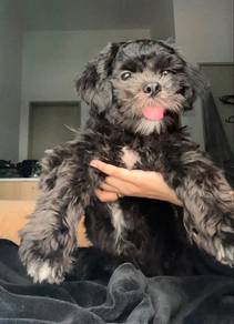 Shih Tzu - 5 months old