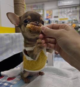 Chihuahua