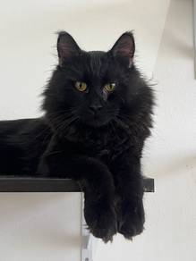 Pure Mainecoon