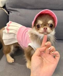Chihuahua