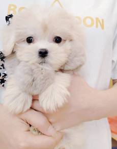 Maltese