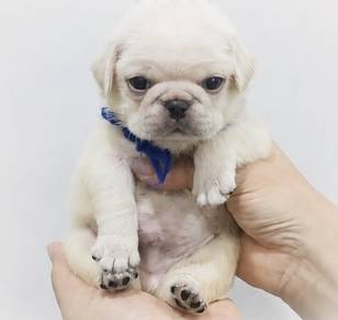 PUG PUPPIES 654 🌻 New Born Male White
