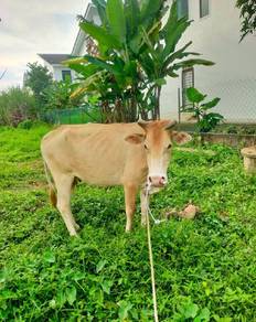 Lembu Bara