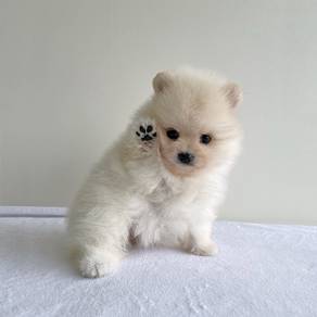 Tiny Pomeranian
