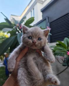 British shorthair