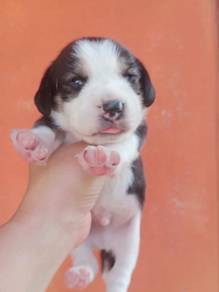 Beagle