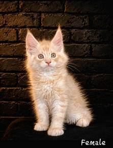 S3 Maine Coon