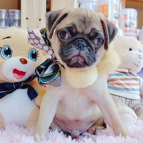 Pug