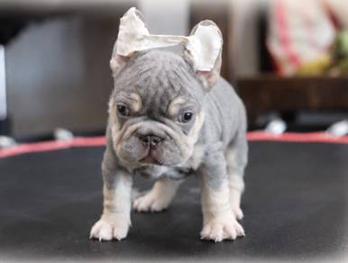 FRENCH BULLDOG PUPPIES 🌻VIP807 Boy~Girl