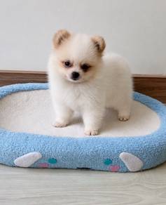 Pomeranian Parti Tiny Male Puppy