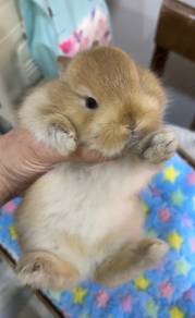 Netherland Dwarf Rabbit