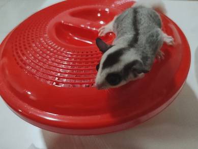 Sugar Glider - Male