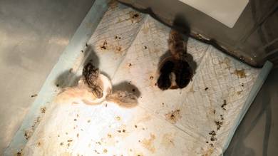 Burung Puyuh jepun mini
