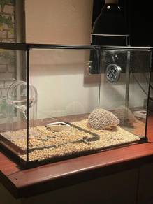 landak mini/hedgehog