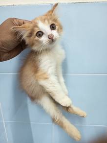 Persian ori