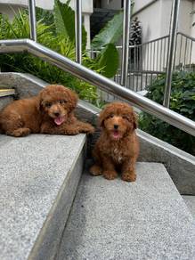 toy poodle 022