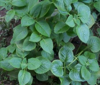 Mint